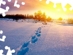 trees, rays, traces, snow, viewes, Great Sunsets