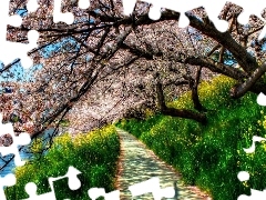 trees, VEGETATION, Path, flourishing, Spring