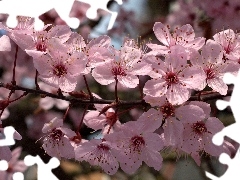 trees, viewes, twig, fruit, Blossoming