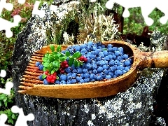 trees, viewes, forest, trunk, blueberries