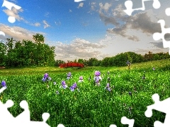 bridges, Meadow, trees, viewes, brook, Flowers