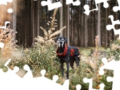 trees, viewes, clothes, forest, Dog German