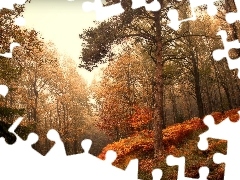 Path, forest, trees, viewes, fern, autumn