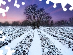 trees, viewes, cultivated, snow, Field