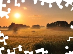field, west, trees, viewes, Fog, sun
