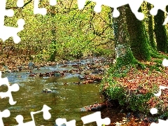 trees, viewes, brook, Stones, forest