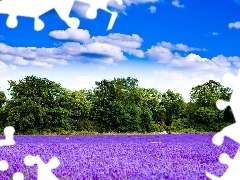 trees, viewes, Field, clouds, lavender