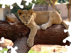 trees, viewes, lion, branches, little doggies