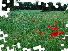 trees, viewes, papavers, cornflowers, Meadow