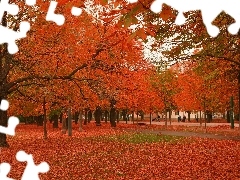 trees, viewes, autumn, Bench, Park