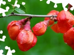 trees, viewes, Flowers, fruit, Red