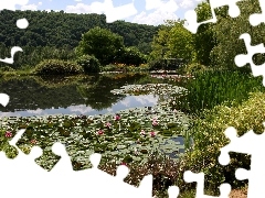 water, lake, trees, viewes, scrub, lilies