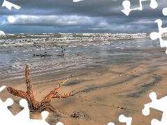 trees, viewes, Beaches, root, sea