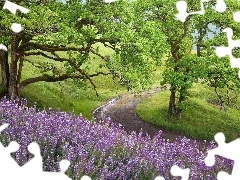 trees, viewes, Violet, lupine, Way