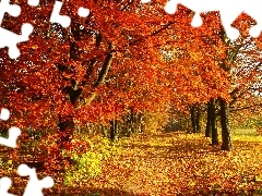 Leaf, Park, trees, viewes, Way, autumn