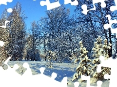 trees, viewes, Christmas, frosty, winter