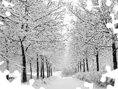 trees, viewes, lane, Snowy, winter