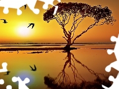 west, lake, trees, sun