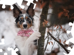 dog, trees, winter, Border Collie