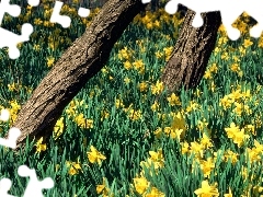 Yellow, Stems, trees, Daffodils