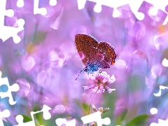 butterfly, trefoil, Close, Colourfull Flowers