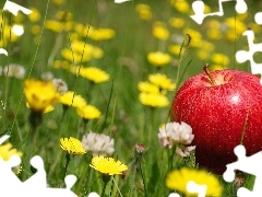 trefoil, dandelions, Apple, grass, Meadow