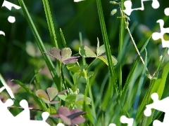 trefoil, blades, grass