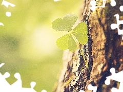 trees, three Leaf, trefoil