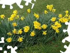 Trumpet Daffodils