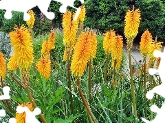 Yellow, Flowers, Trytoma groniasta, exotic