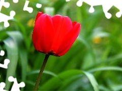 Red, tulip