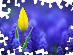 tulip, Muscari, Yellow