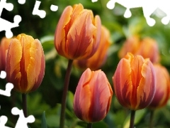 Tulips