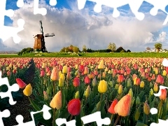 Tulips, Windmill, color