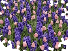 tulips, Field, hyacinths