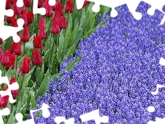 Tulips, Muscari, Flowers, Red, beatyfull