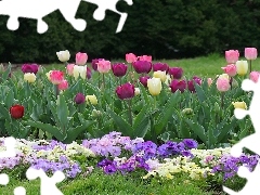 Tulips, Garden, pansies