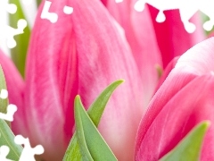 Pink, Tulips