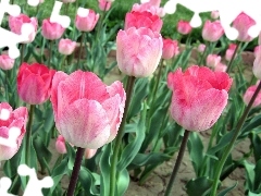 Pink, Tulips