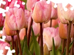 Pink, Tulips