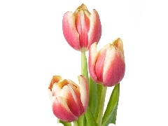 Tulips, Three, Pink