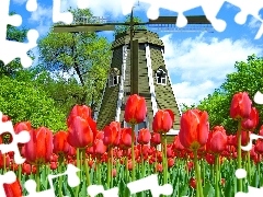 Tulips, Windmill, Red