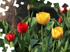 Tulips, Yellow, Red