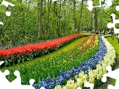 Tulips, walkers, Park, Hyacinths, Spring