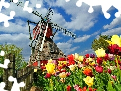 Windmill, Field, Tulips, Fance