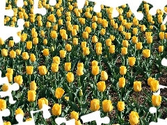 tulips, plantation, yellow