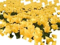 tulips, plantation, yellow