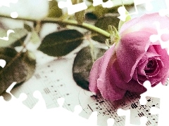 Tunes, Beauty, rose