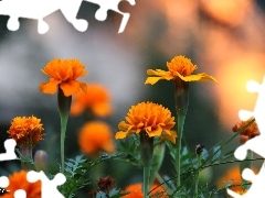 Tagetes, Turki