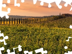 Tuscany, Italy, The Hills, field, Way, house, viewes, cypresses, trees